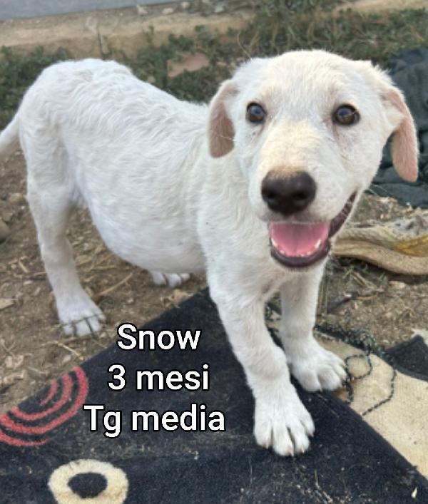 CUCCIOLI, 2 MESI, URGENTE Foto 3