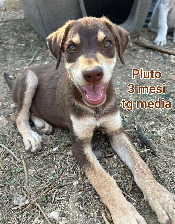 CUCCIOLI, 2 MESI, URGENTE Foto 4