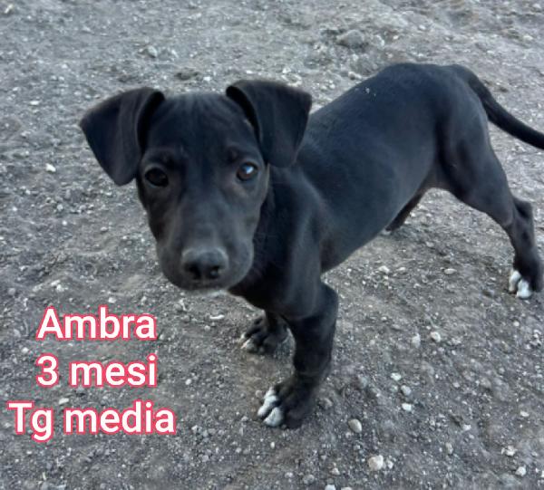 CUCCIOLI, 2 MESI, URGENTE Foto 6