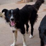 🐾🐾💛Attilio Simil Border Collie Cerca Casa 🏠