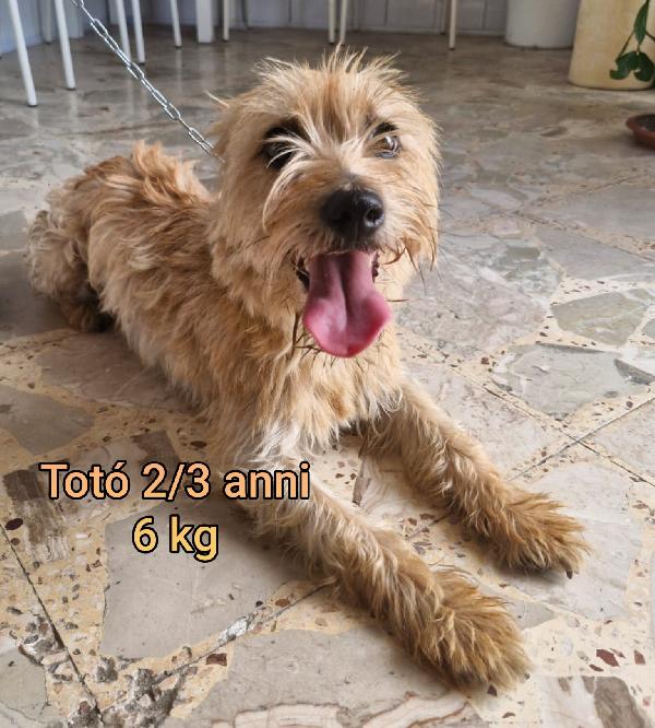 Cani Piccoli E Mediopiccoli 