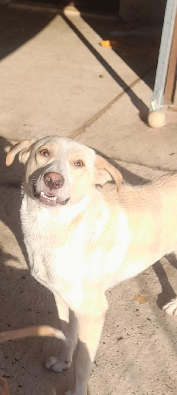 🐾🐾💛Papy Dolcissimo Meraviglia  Cerca Casa 🏠