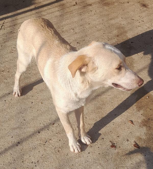 🐾🐾💛Papy dolcissimo meraviglia  cerca casa 🏠 Foto 3