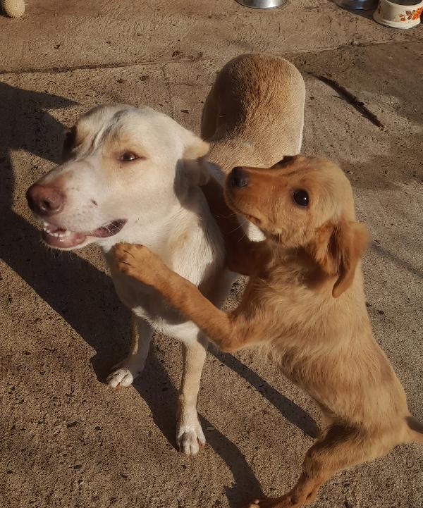 🐾🐾💛Papy dolcissimo meraviglia  cerca casa 🏠 Foto 4