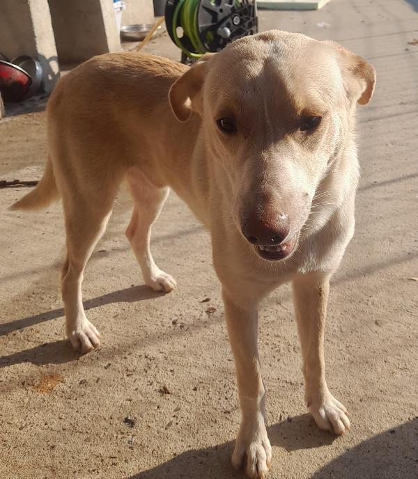 🐾🐾💛Papy dolcissimo meraviglia  cerca casa 🏠 Foto 5