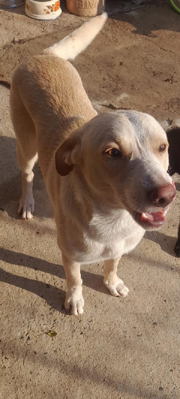 🐾🐾💛Papy dolcissimo meraviglia  cerca casa 🏠 Foto 6