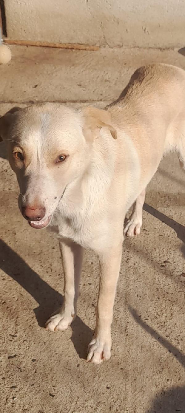 🐾🐾💛Papy dolcissimo meraviglia  cerca casa 🏠 Foto 7