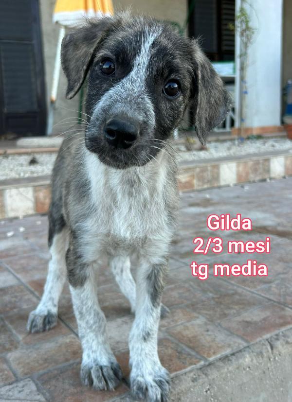 CUCCIOLI DI 2 / 3 MESI MEDI Foto 5
