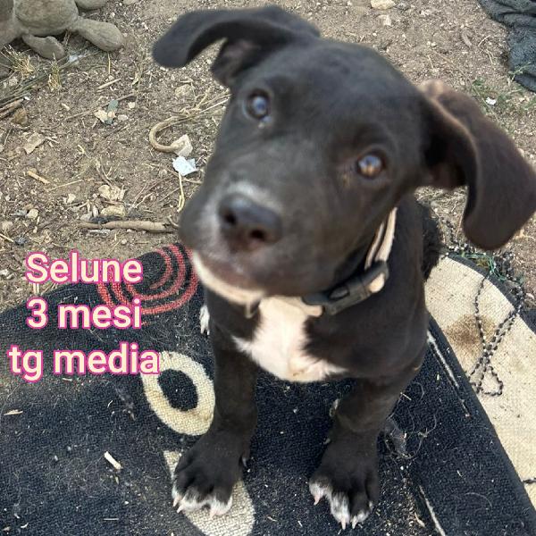 CUCCIOLI DI 2 / 3 MESI MEDI Foto 10