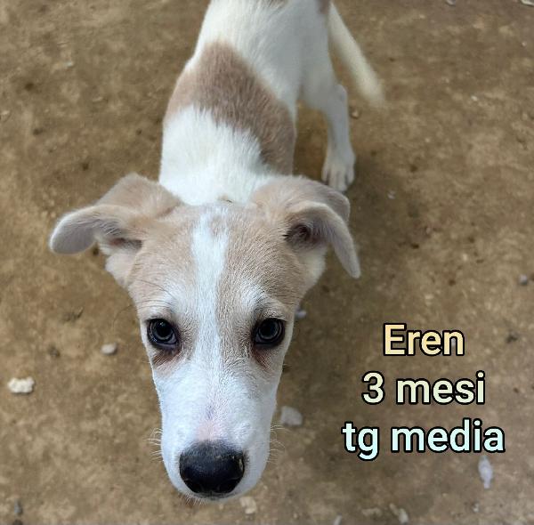 CUCCIOLI DI 2 / 3 MESI MEDI Foto 11