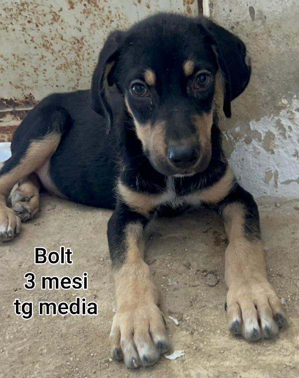 CUCCIOLI DI 2 / 3 MESI MEDI Foto 12