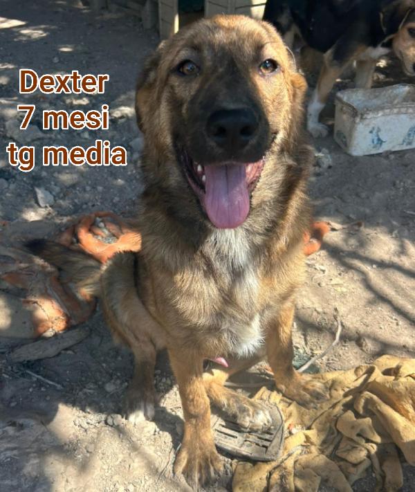 CUCCIOLI DI 2 / 3 MESI MEDI Foto 13