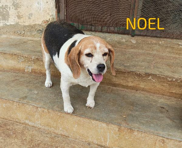 🌸🐾Noel Splendida Beagle Cerca Casa 🏠💕