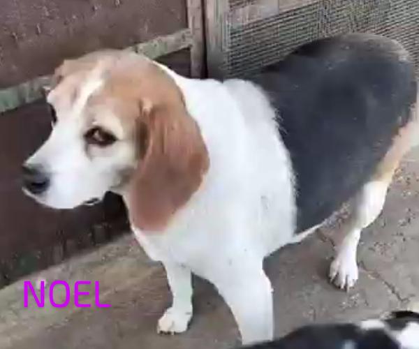 🌸🐾Noel splendida beagle cerca casa 🏠💕 Foto 2