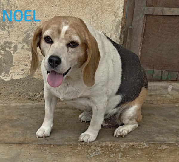 🌸🐾Noel splendida beagle cerca casa 🏠💕 Foto 3