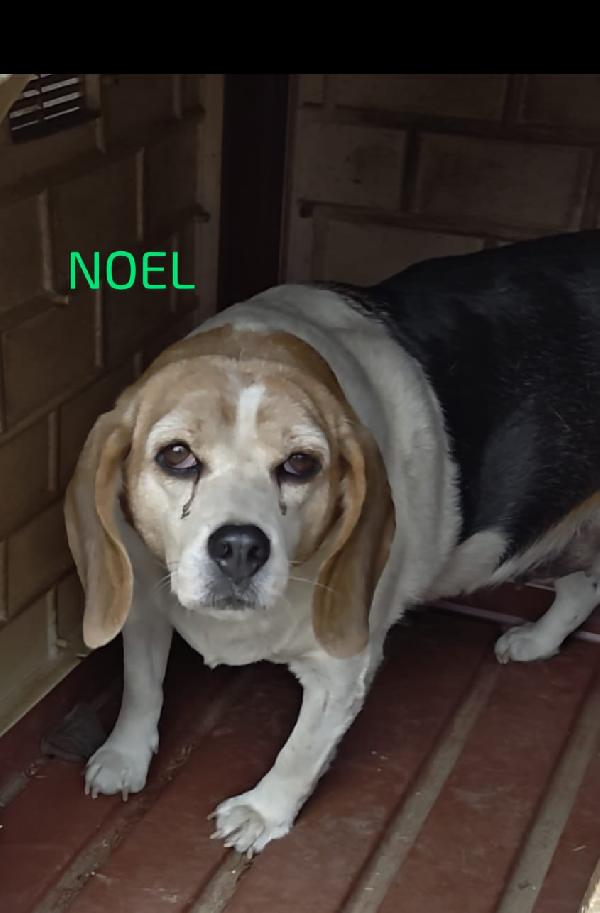 🌸🐾Noel splendida beagle cerca casa 🏠💕 Foto 4