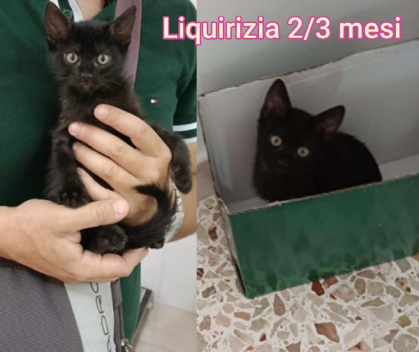 Telefona X Salvare Un Micetto