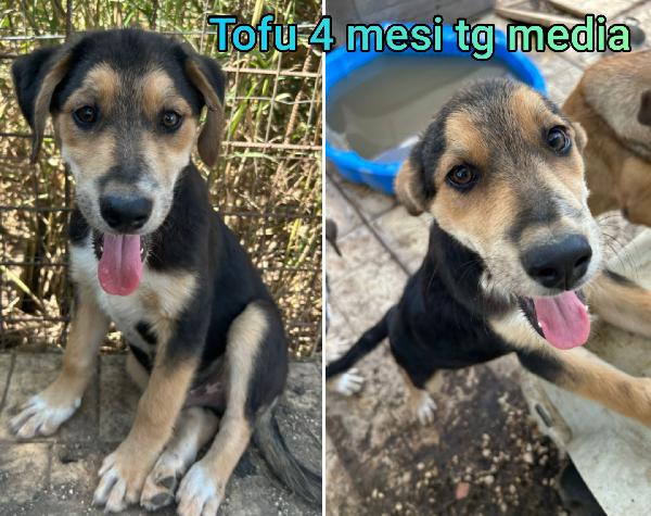 SIAMO SOMMERSE DAI CUCCIOLI  Foto 7