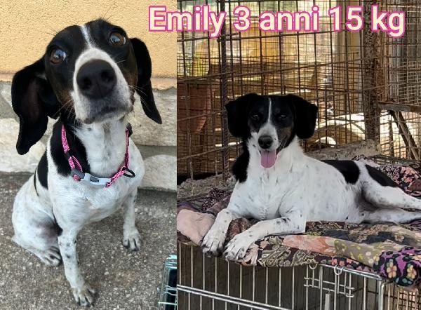 Cagnolini Di Taglia Contenuta 