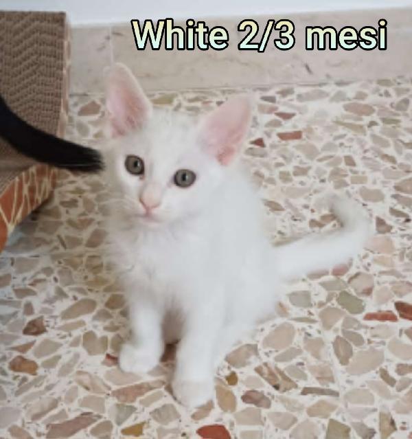 TANTI MICINI ABBANDONATI  Foto 2
