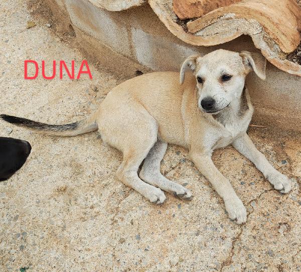🌸🐾 Duna Splendida Cucciola Cerca Casa 🏠💕