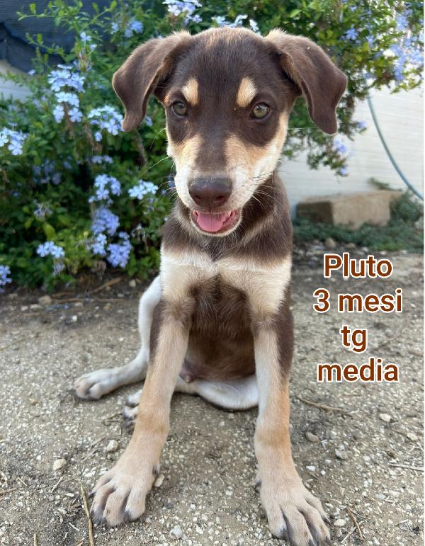 Adotta Un Cucciolo Trovatello 