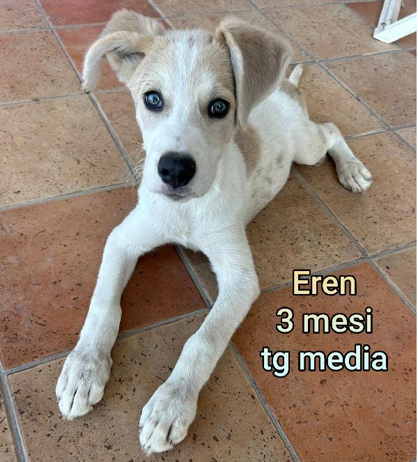 ADOTTA UN CUCCIOLO TROVATELLO  Foto 2