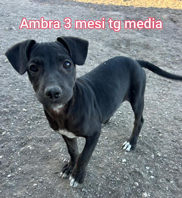 ADOTTA UN CUCCIOLO TROVATELLO  Foto 3