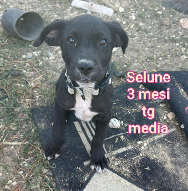 ADOTTA UN CUCCIOLO TROVATELLO  Foto 8