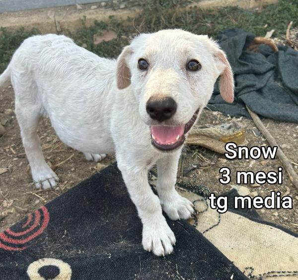 ADOTTA UN CUCCIOLO TROVATELLO  Foto 9