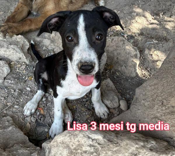 ADOTTA UN CUCCIOLO TROVATELLO  Foto 11