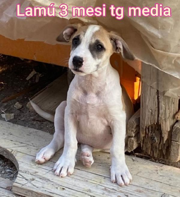 ADOTTA UN CUCCIOLO TROVATELLO  Foto 12