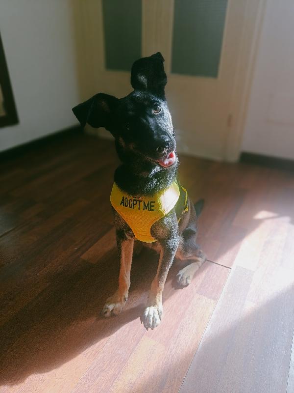 🐾💛 Tiodor Splendido Cucciola Cerca Casa 🏠💕