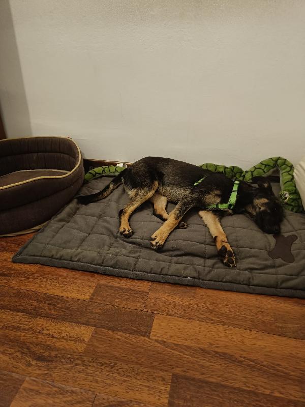 🐾💛 Tiodor splendido cucciola cerca casa 🏠💕 Foto 6