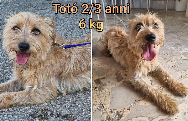 Cani Di Piccola Tg.