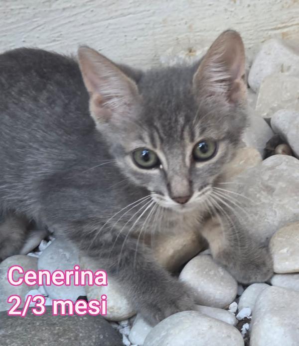 ADORABILI MICINI, DA SALVAR Foto 8