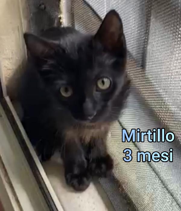 ADORABILI MICINI, DA SALVAR Foto 10