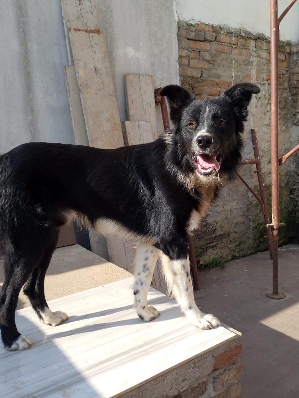 🐾🐾💛Attilio simil border collie cerca casa 🏠 Foto 2