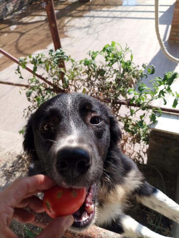 🐾🐾💛Attilio simil border collie cerca casa 🏠 Foto 3