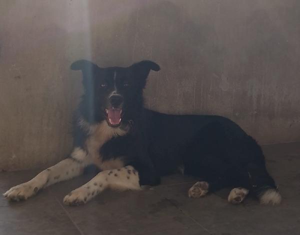 🐾🐾💛Attilio simil border collie cerca casa 🏠 Foto 4