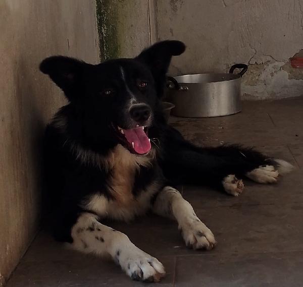 🐾🐾💛Attilio simil border collie cerca casa 🏠 Foto 5