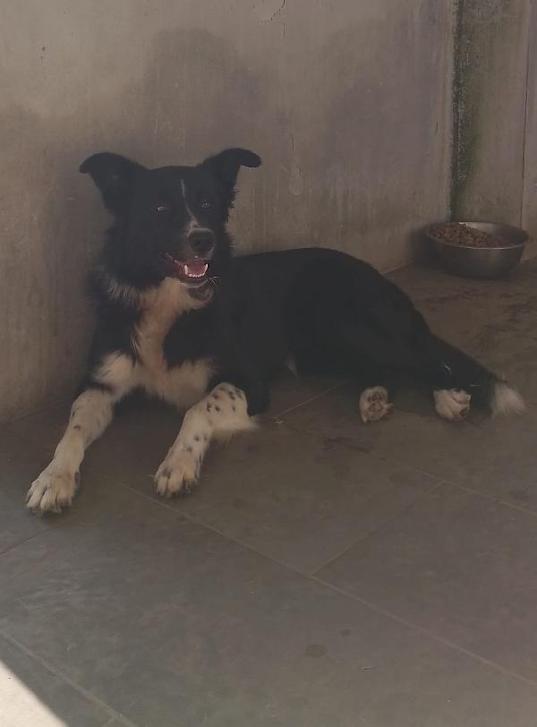 🐾🐾💛Attilio simil border collie cerca casa 🏠 Foto 6