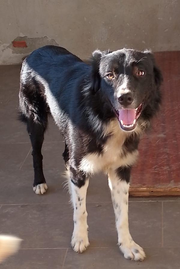 🐾🐾💛Attilio simil border collie cerca casa 🏠 Foto 7