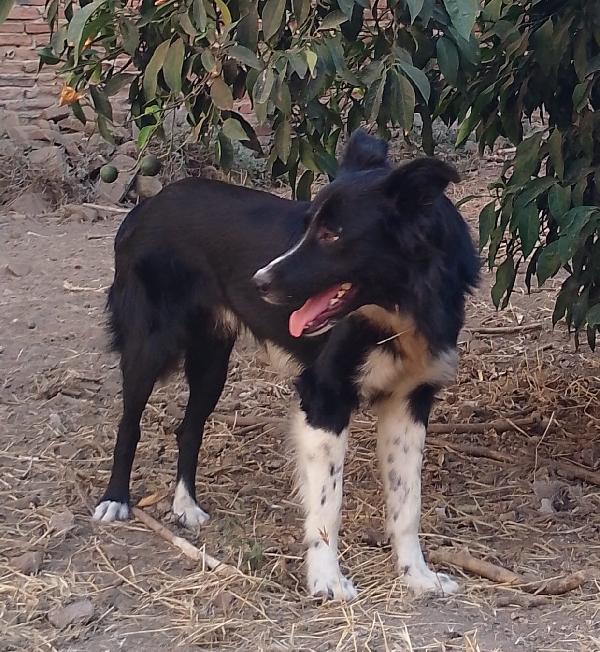 🐾🐾💛Attilio simil border collie cerca casa 🏠 Foto 8