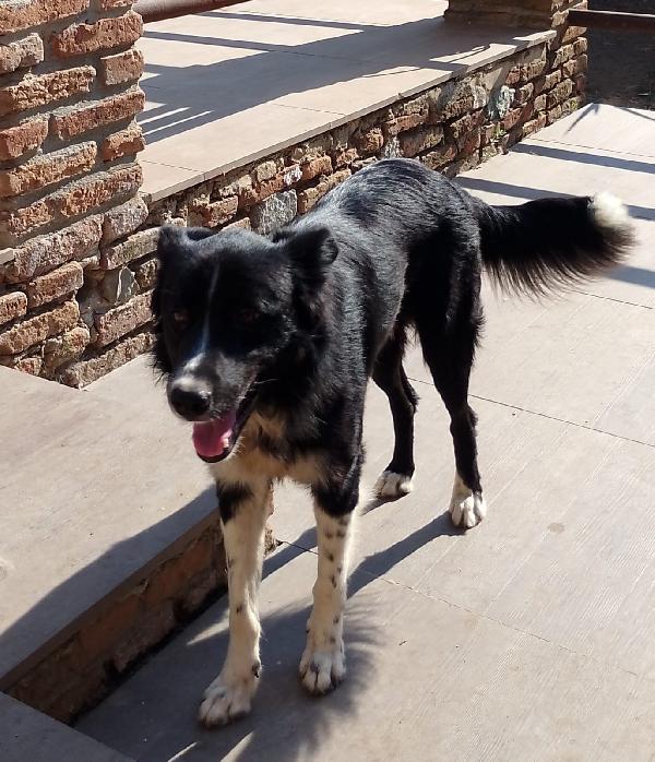 🐾🐾💛Attilio simil border collie cerca casa 🏠 Foto 9