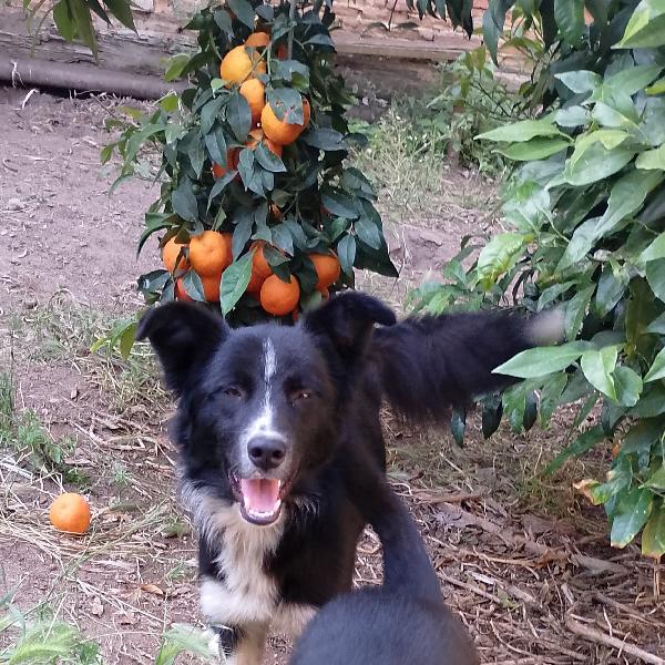 🐾🐾💛Attilio simil border collie cerca casa 🏠 Foto 10