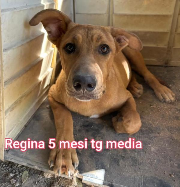 Taglie medie: 2 - 3 mesi Foto 11