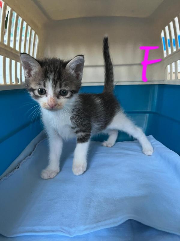 SONO ARRIVATI I PITUSSETTI🐣🐱 Foto 2
