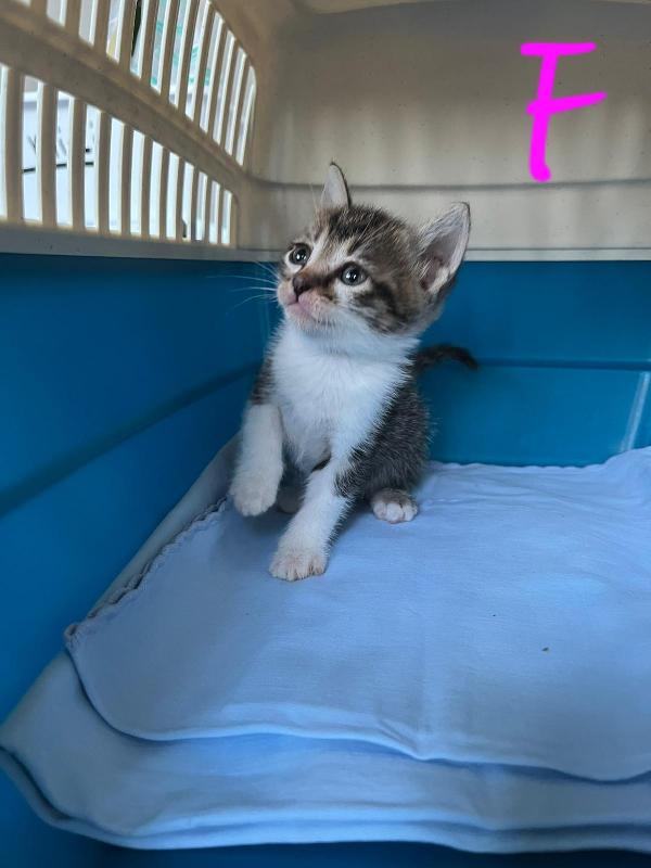 SONO ARRIVATI I PITUSSETTI🐣🐱 Foto 3