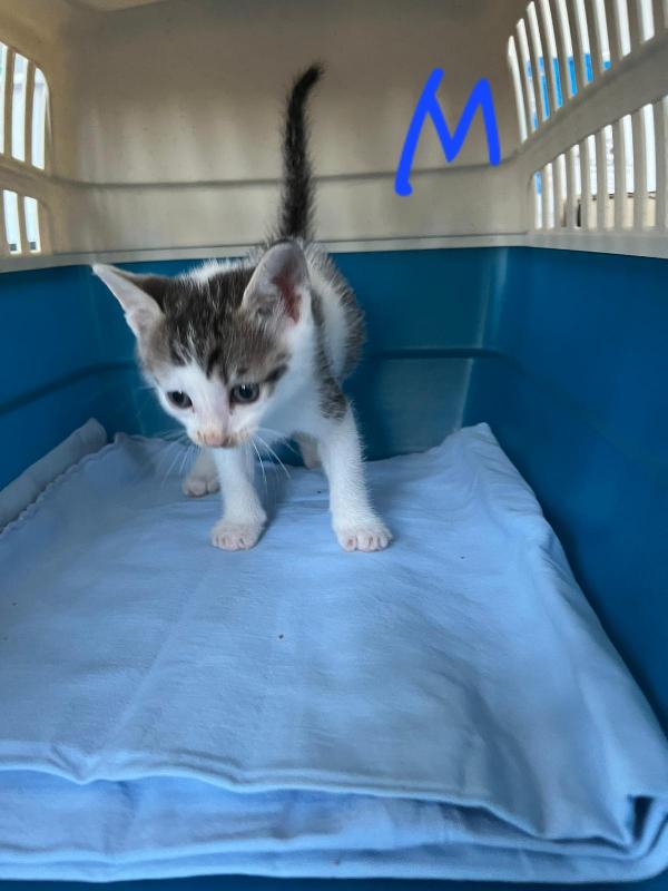 SONO ARRIVATI I PITUSSETTI🐣🐱 Foto 5